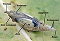 Morphologie d'une chrysalide de piéride de la rave