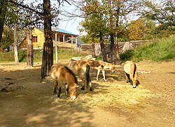 Kůň Převalského v Zoo Brno