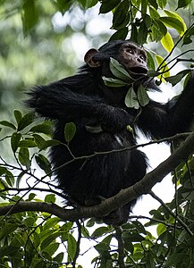 Junger Gemeiner Schimpanse im Nyungwe-Wald