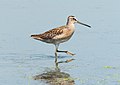 Image 31Short-billed dowitcher in the Jamaica Bay Wildlife Refuge East Pond