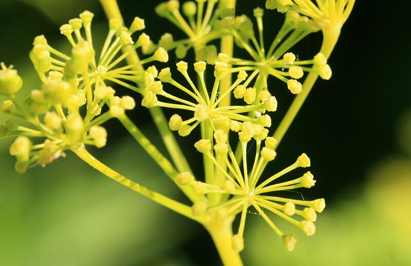 File:Smyrnium-perfoliatum-flowers.jpg