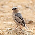 * Nomination Grey-capped social weaver (Pseudonigrita arnaudi), Tarangire National Park, Tanzania --Poco a poco 13:13, 13 August 2024 (UTC) * Promotion  Support Good quality.--Tournasol7 15:53, 13 August 2024 (UTC)