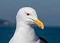 Image 18Western gull sitting on a boat in San Francisco Bay