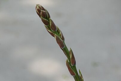 Close-up of buds atop stem