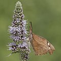 4 Nettle tree (Libythea celtis) Bulgaria uploaded by Charlesjsharp, nominated by Charlesjsharp,  14,  2,  1