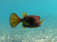 Poisson-coffre jaune (Ostracion cubicus)