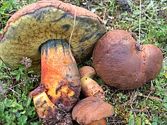 Cyanoboletus pulverulentus