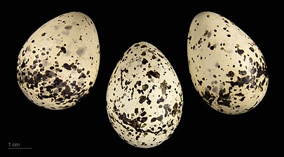 Eggs of Chlidonias hybrida