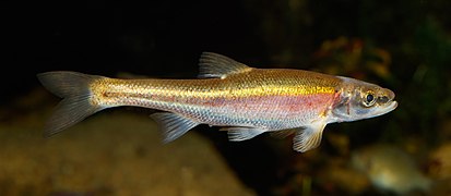 Clinostomus elongatus - Wilhelma 01.jpg