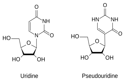 File:DiferenceBetweenUridine-PseudouridineENG.svg