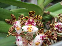 Gastrochilus bellinus