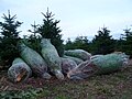 Kerstbomen in net