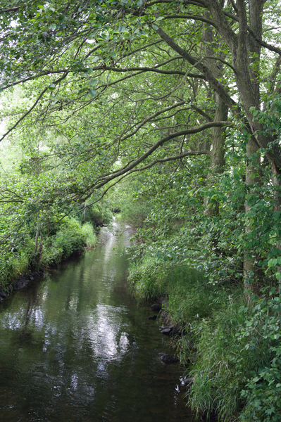 File:Herbstein Talauen bei Herbstein SCI 555520799 Alte Hasel N.png