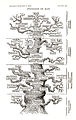 "Pedigree of man," 1897 English version