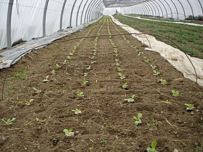 A bed of lettuce