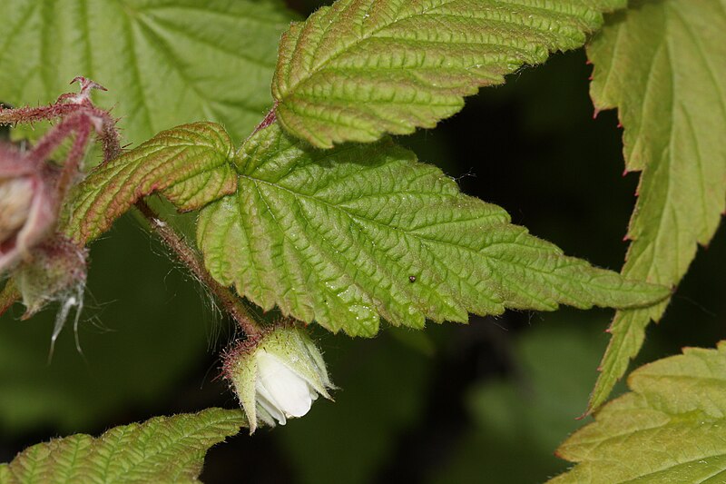 File:Rubus strigosus 8777.JPG