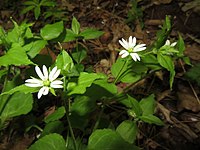 Stellaria sessiliflora