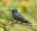 Sapphire-throated hummingbird