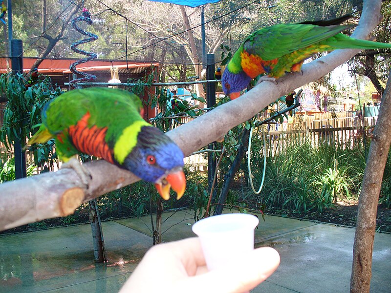 File:SixFlagsDiscoveryKingdomFeedingthebirds.JPG