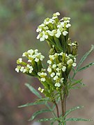 Tagetes minuta - stinking Roger at Thimphu during LGFC - Bhutan 2019 (2).jpg