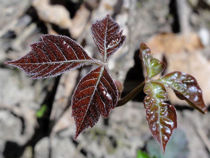 File:Toxicodendron radicans 01672.jpg