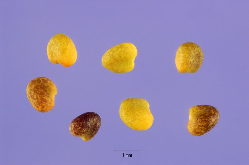 File:Trifolium hybridum seeds trhy 003 php.jpg