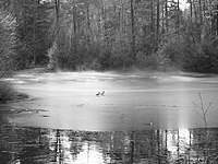 MacDougal Pond