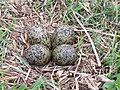 Abibe-mascarado (Vanellus miles). Ninhada típica