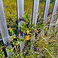 Plant with Yellow Flowers Growing Through Wooden Fence