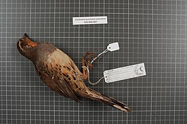 Naturalis Biodiversity Center - RMNH.AVES.156944 2 - Cinclosoma punctatum punctatum (Shaw, 1794) - Turdidae - bird skin specimen.jpeg