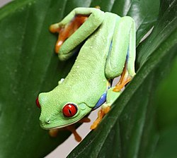 アカメアマガエル