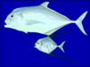 African pompano