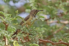 juvenile C. p. pulchellus Gambia