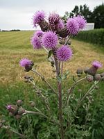 a flowering plant near a large field