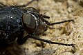 Calliphora vomitoria (Calliphoridae).