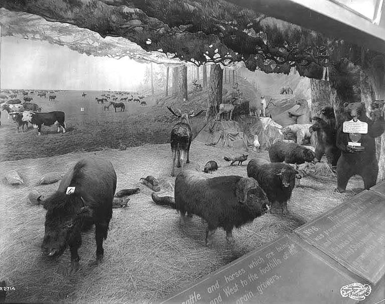 File:Canada Buildingshowing the "Wild animals of Canada" exhibit, Alaska Yukon Pacific Exposition, Seattle, 1909 (AYP 622).jpeg