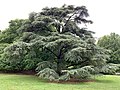 Cedrus libani var. atlantica 'Aurea' in the Morris Arboretum