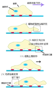 细胞迁移过程图