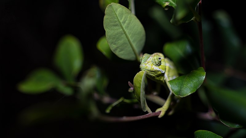 File:Chameleon at Night.jpg