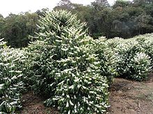 A cluster of bushes with drooping leaves and long chains of flowers sits in a clearing, surrounded by forest.