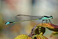 Damselfly (nom)