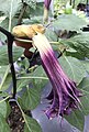 D. metel 'Fastuosa' - senescent flower, the yellowing calyx and drooping purple corolla soon to fall from young fruit