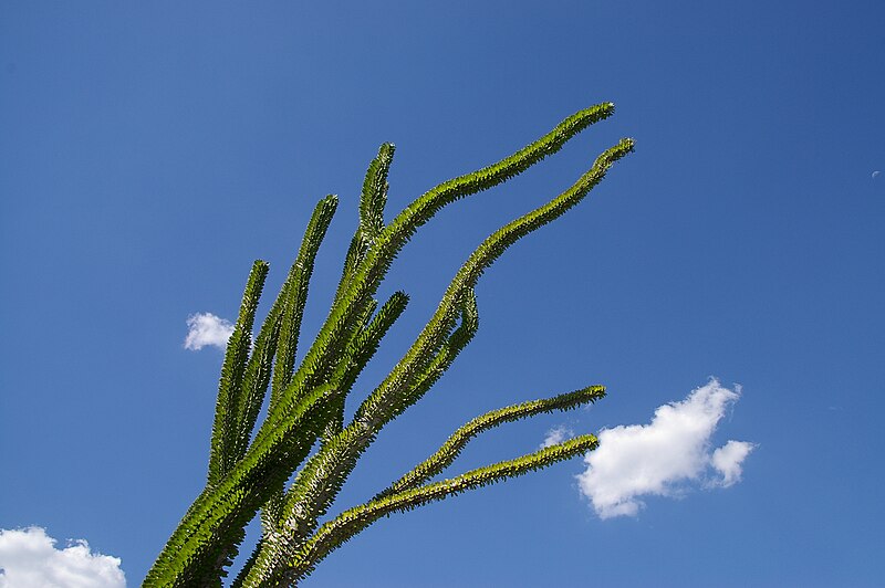 File:Euphorbiaceae, Mt Coot-tha Botanic Gardens, Toowong IMGP0001.jpg