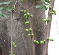 Fig clusters