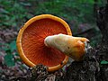 Hygrophoropsis aurantiaca, showing gills