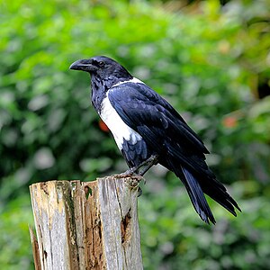 Schildrabe (Corvus albus) in Ruanda – die Art ist in Subsahara-Afrika weit verbreitet