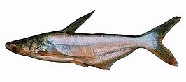 Pangasius