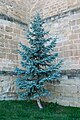 * Nomination A blue spruce, Miranda de Ebro, Spain.--Jebulon 14:10, 8 September 2014 (UTC) * Promotion Good quality. --Livioandronico2013 19:40, 8 September 2014 (UTC)