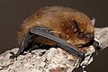 Pipistrellus pygmaeus (cat.)