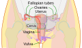 Schematic frontal view of female anatomy